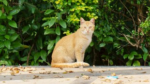 户外独坐的黄猫