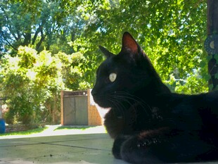阳光下的黑猫