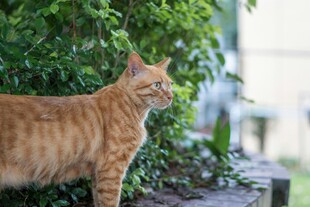 橘猫于绿植旁悠然站立