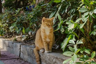 橘猫立于绿植环绕的墙边