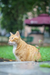 橘猫静卧于户外草地