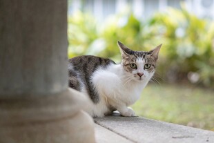廊柱旁好奇张望的猫咪