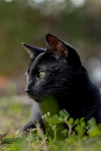 黑猫静卧于绿意之中