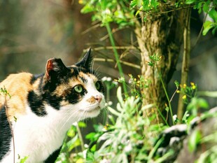 三色猫于绿植间张望