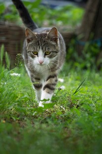 草地上行走的可爱猫咪