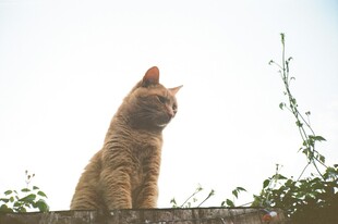 墙头橘猫眺望远方