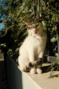 阳光下的猫咪