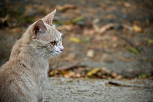 户外浅色猫咪侧头凝望