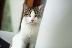 可爱白棕猫咪室内特写