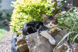 石上休憩的可爱猫咪