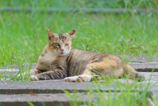 草地上休憩的猫咪