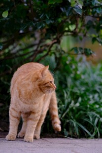 橘猫漫步于绿植旁