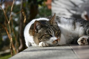 慵懒猫咪惬意趴卧