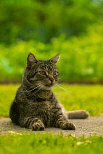 草地上的可爱猫咪
