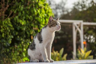 户外端坐的三色花纹猫咪