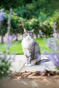花园中静坐的可爱猫咪