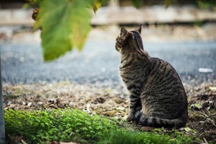 草地上的猫咪眺望远方