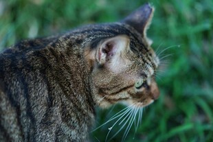草丛中的斑纹猫咪