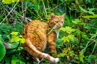 橘猫藏身繁茂绿植间