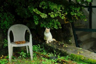 椅子旁的猫咪