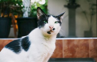 黑白花猫的悠闲瞬间