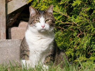 草丛中的猫咪
