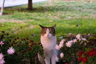 花丛中站立的可爱猫咪