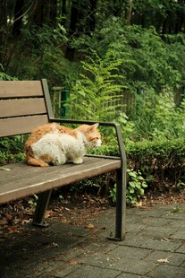 长椅上休憩的猫咪
