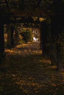 秋夜林间幽径