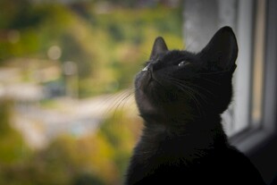 窗边猫咪仰头望景