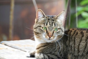 阳光下的斑纹猫咪