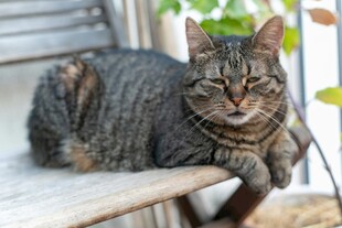慵懒猫咪惬意趴坐