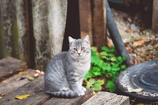 木台上的灰色猫咪
