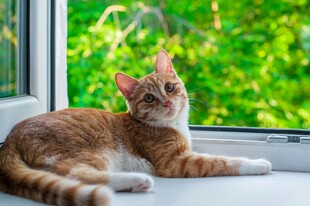 窗边橘猫惬意休憩