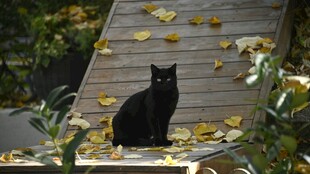 黑猫静卧于落叶铺就木道