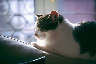 窗边猫咪惬意休憩