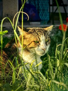 草丛中的猫咪