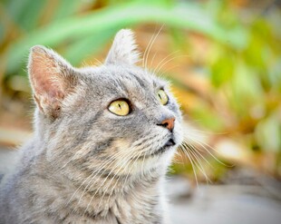 仰头凝视的灰色猫咪