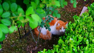 草丛中的橘猫