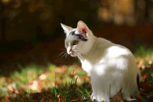 阳光下的可爱猫咪