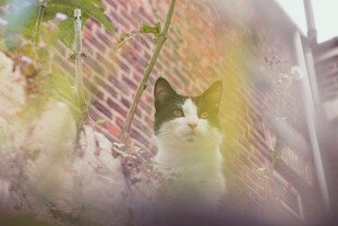 窗边猫咪