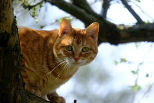 树上的橘猫