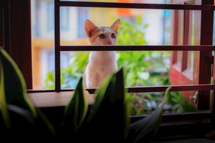窗边萌猫赏景