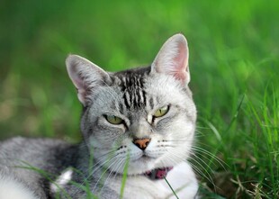 草地上的慵懒猫咪