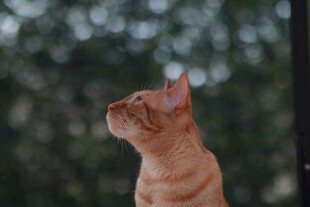 橘猫仰头望景