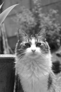 可爱猫咪仰头望