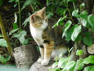 林间猫咪