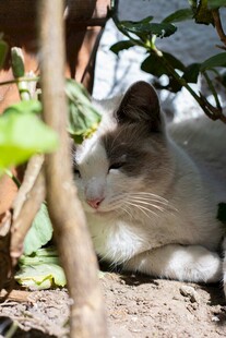 树荫下休憩的可爱猫咪