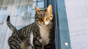 窗边猫咪好奇张望