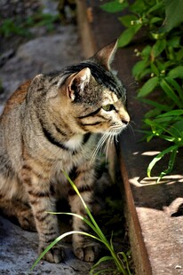 户外蹲坐的斑纹猫咪